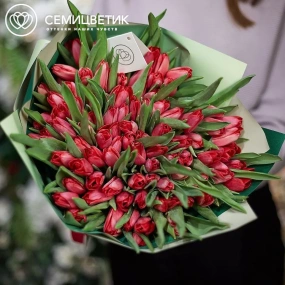 Букет из 101 малинового тюльпана в зеленой пленке