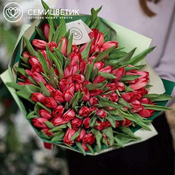 Букет из 101 малинового тюльпана в зеленой пленке