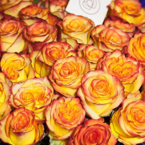 Желтые розы с красной каймой High Magic 50 см (Эквадор)