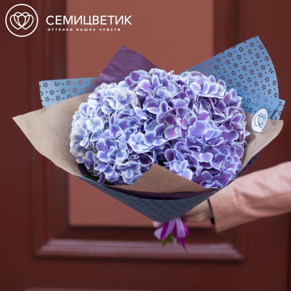 Букет из 5 фиолетовых гортензий с белой каймой
