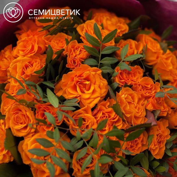 Букет из 51 оранжевой розы 35-40 см (Россия) с фисташкой в бордовой пленке