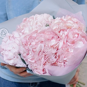 Монобукет  из 5 розовых гортензий в голубой пленке