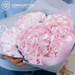 Букет из 5 розовых гортензий в голубой пленке