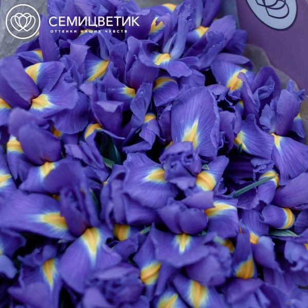 Букет из 35 синих ирисов