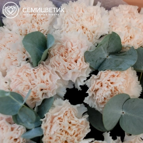 Букет из 15 кремовых гвоздик с эвкалиптом в кремовой пленке