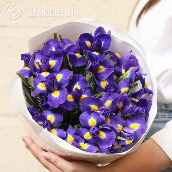 Букет из 25 синих ирисов в белой круглой упаковке