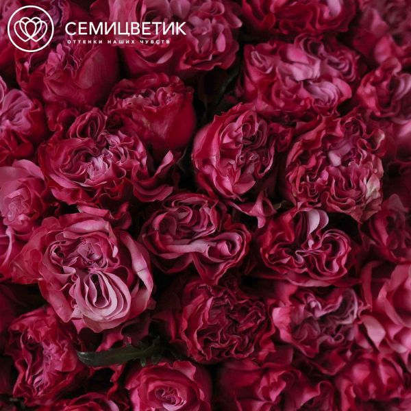 Букет из 51 сиреневой пионовидной розы Queen Crown 50 см (Эквадор)