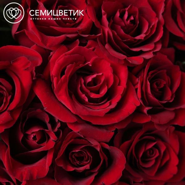 Букет из 15 красных роз Ever Red 70 см (Кения) в кремовой упаковке