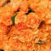 Букет из 51 оранжевой розы (Россия) 35 см