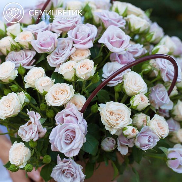 Композиция из 25 сиреневых и кремовых кустовых роз в сумочке