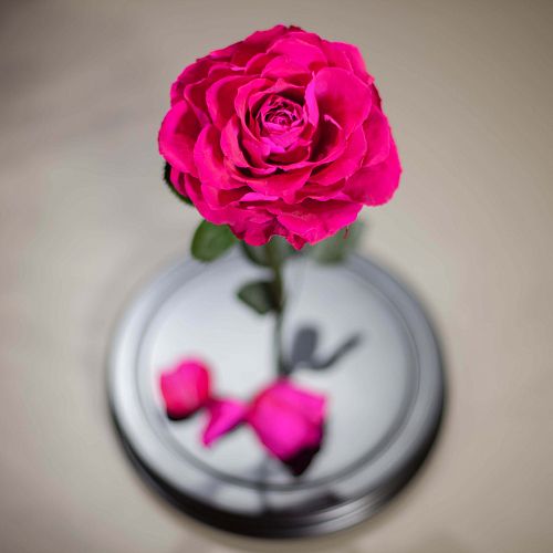 Ярко-розовая роза в колбе 33 см