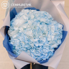 Букет из 7 голубых гортензий в белой пленке
