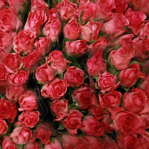 Розы микс 40 см (Кения) Standart