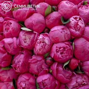 Букет из 101 ярко-розового пиона Command Performance Premium в кремовой пленке