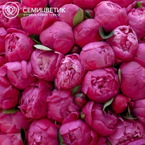 Букет из 101 ярко-розового пиона Command Performance Premium в кремовой пленке