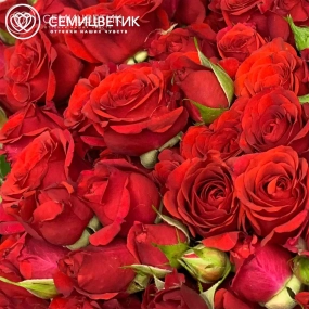 Букет из 101 красной кустовой розы 40 см (Кения) в упаковке