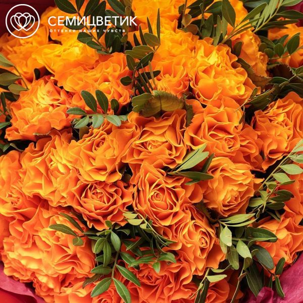 Букет из 35 оранжевых роз 35-40 см (Россия) с фисташкой в бордовой пленке