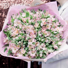 Букет из 51 альстромерии в розовых тонах в кремовой пленке