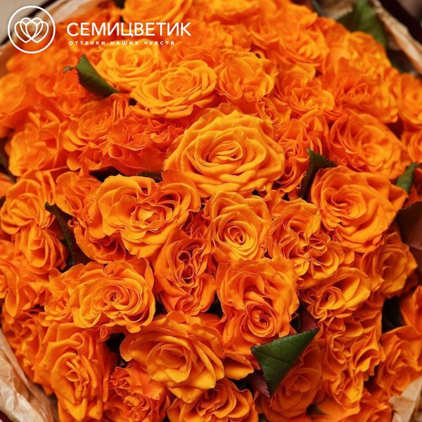 Букет из 51 оранжевой розы 35-40 см (Россия) в бордовой круглой упаковке