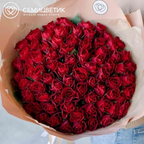 Букет из 75 красных роз 35-40 см (Кения) в кремовой пленке