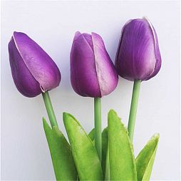 Тюльпан Фиолетовый поштучно