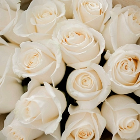 Мини-букет  из 15 белых роз Vendela 60 см (Эквадор) в кремовой пленке