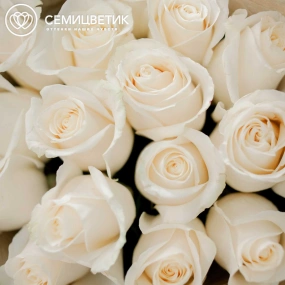 Букет из 15 белых роз Vendela 60 см (Эквадор) в кремовой пленке