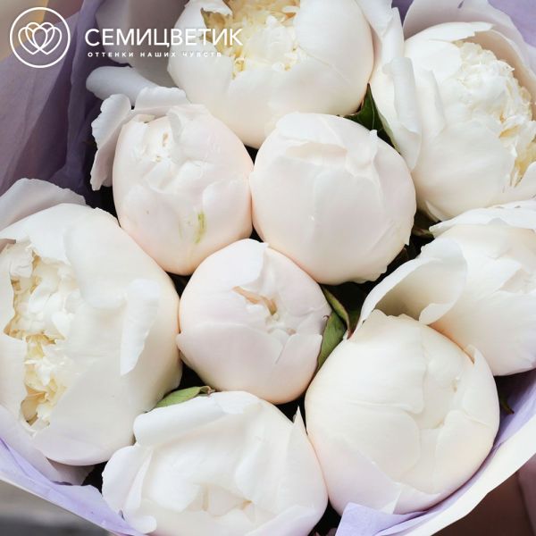 Букет из 9 кремовых пионов Bowl of Cream Premium
