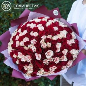 Букет из 151 красной и нежно-розовой розы 35-40 см (Кения) в бордовой пленке