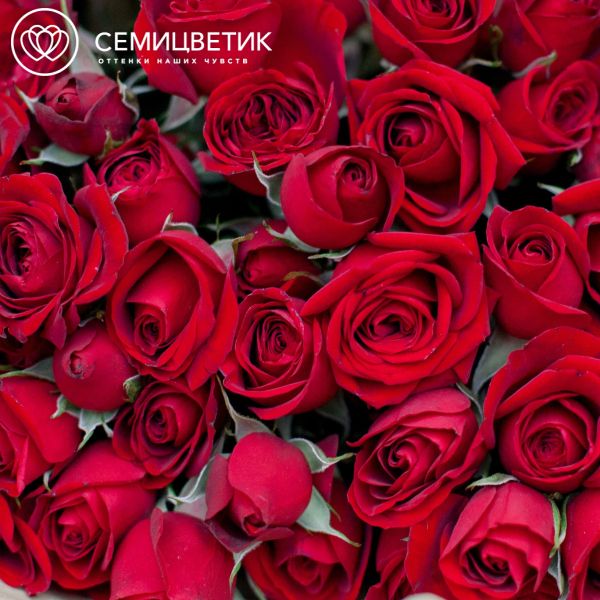 Букет из 11 красных кустовых роз 40 см (Эквадор)