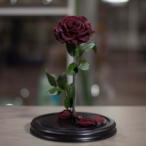 Бордовая роза в колбе 33 см