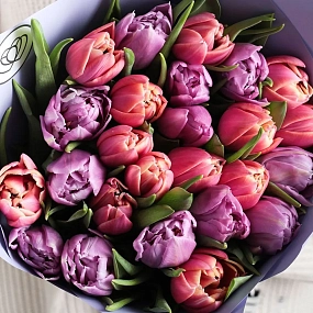 Букет из 15 розовых и сиреневых пионовидных тюльпанов