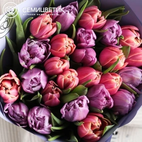 Букет из 15 розовых и сиреневых пионовидных тюльпанов