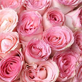 Букет из 101 нежно-розовой розы Esperance 50 см (Кения) в розовой упаковке