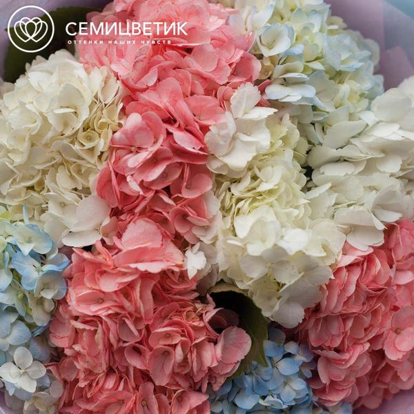 Букет из 9 гортензий нежный микс