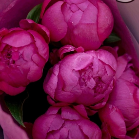 Букет из 5 ярко-розовых пионов Standart Plus в сиреневой пленке