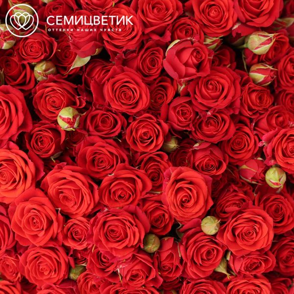 Букет из 51 красной кустовой розы 40-50 см (Россия)