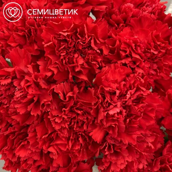 Букет из 25 красных гвоздик