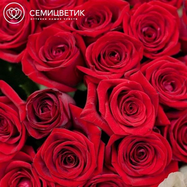 Букет из 25 красных роз 50 см (Россия) в кремовой пленке