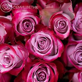 Букет из 51 сиреневой с фиолетовой каймой розы Deep Purple 70 см (Эквадор)