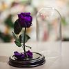 Тёмно-фиолетовая роза в колбе 22 см