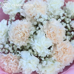 Букет из 15 кремовых и белых гвоздик с гипсофилой в розовой пленке