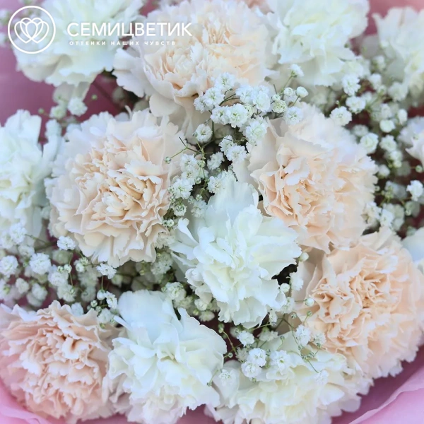 Букет из 15 кремовых и белых гвоздик с гипсофилой в розовой пленке