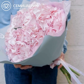 Букет из 7 розовых гортензий в голубой пленке