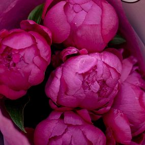 Букет из 5 ярко-розовых пионов Standart Plus