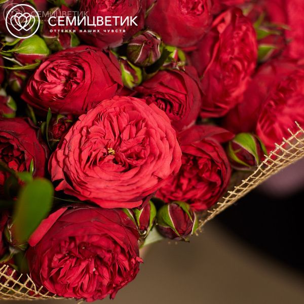 Букет из 51 красной кустовой пионовидной розы Red Piano 40 см с зеленью