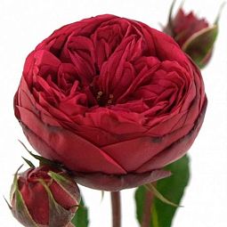 Роза пионовидная кустовая 50 см Red Piano Красная поштучно
