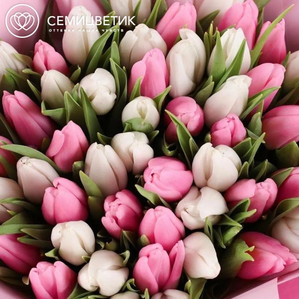 Букет из 51 белого и розового тюльпана 40 см