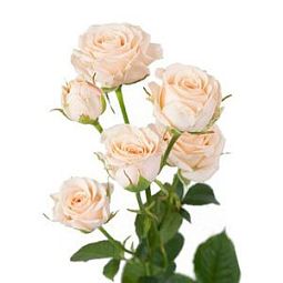 Роза кустовая (Кения) Яна 40 см Кремовая поштучно
