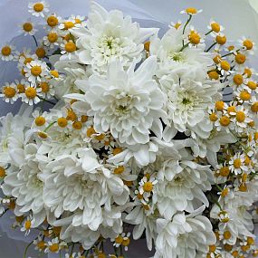 Букет из матрикарии и хризантем